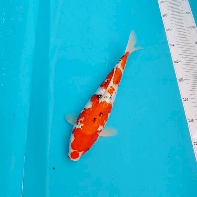 Ginrin bagus original 31cm