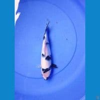 shiro 25 cm