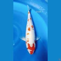 Kanoko aigoromo 37cm