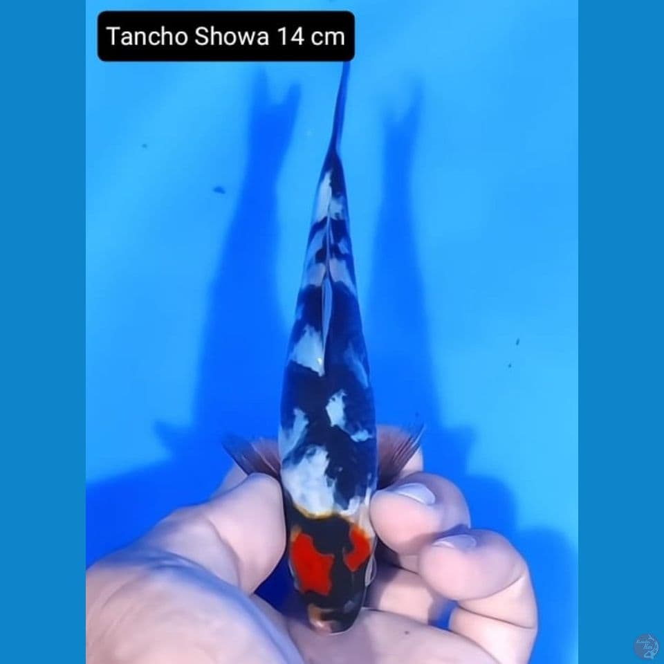 tanco showa 14cm