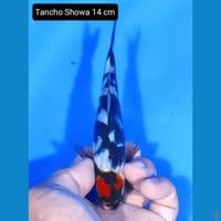 tanco showa 14cm