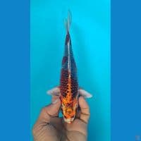 gingga 22cm