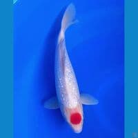 ORIGINAL TANCHO GINRIN 35CM MALE