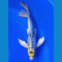 MARUTEN KIN KIKOKURYU 32CM MALE