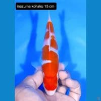 inazuma kohaku 15cm
