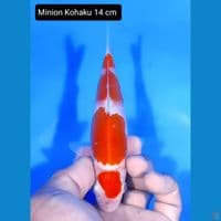minion kohaku 14cm