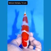 minion kohaku 13cm