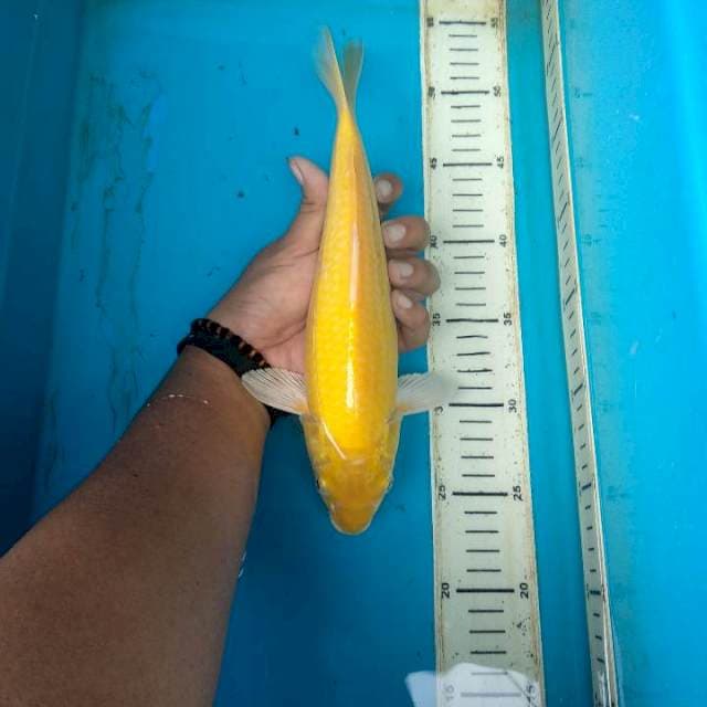 karasi 30cm
