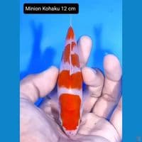 minion kohaku 12cm