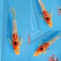 Kumpay slayer 30 cm