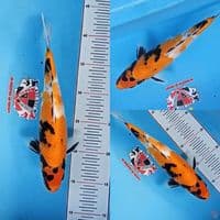 Showa 28 cm 