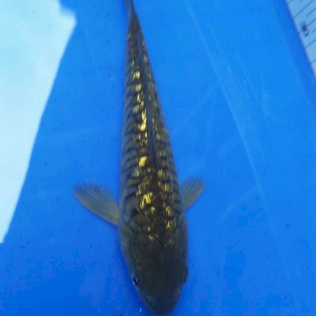15cm Murmer MIDORI GINRIN Aragoke