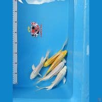 Paket Kumpay Slayer 15-20 cm