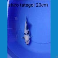 shiro 20cm