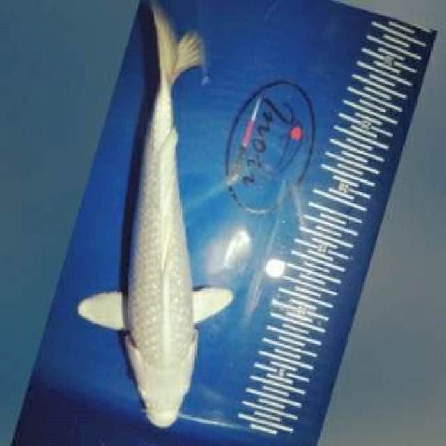 Platinum 31cm