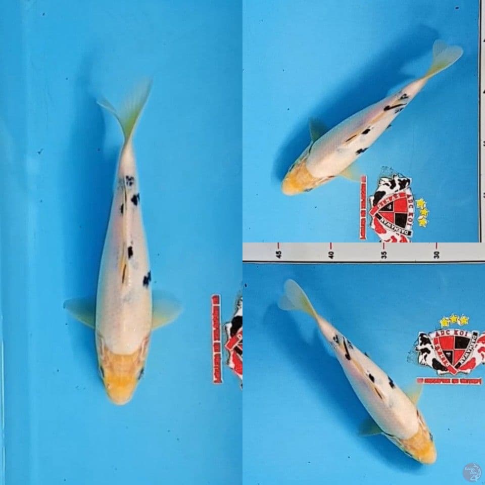 Bekko 20 cm