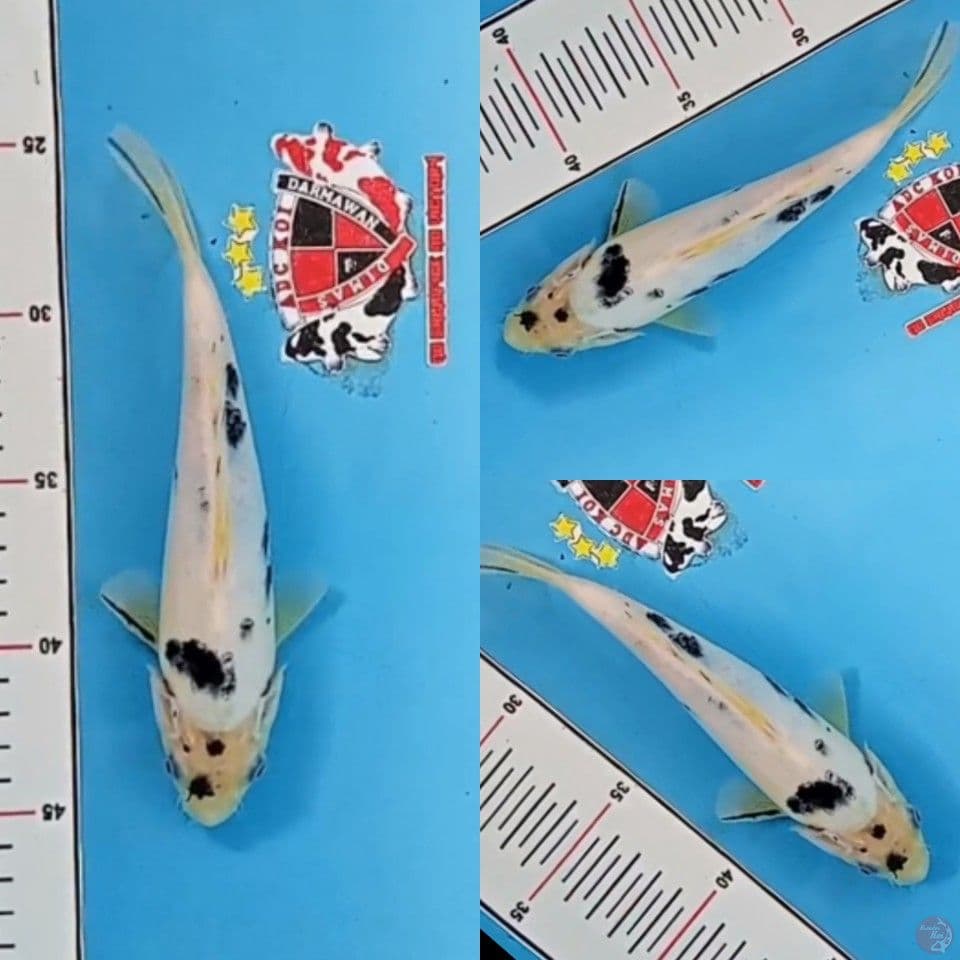 Shiro Utsuri Tategoi 16 cm