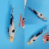 Shiro Utsuri Tategoi 15 cm