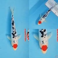 Tancho Showa Doitsu Tategoi 24 cm