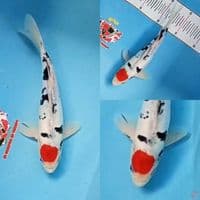 Tancho Showa Doitsu Tategoi 26 cm