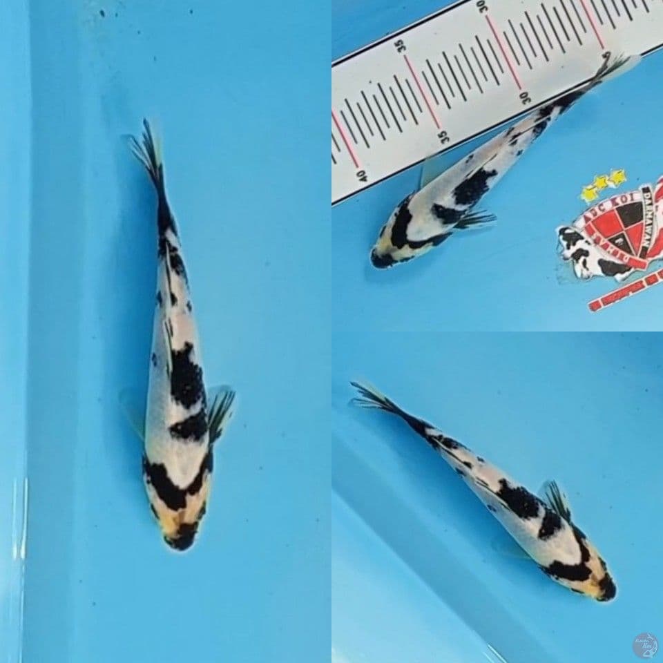 Shiro Utsuri Tategoi 15 cm