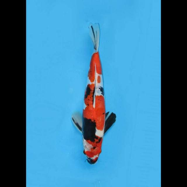 Showa Doitsu 36cm 