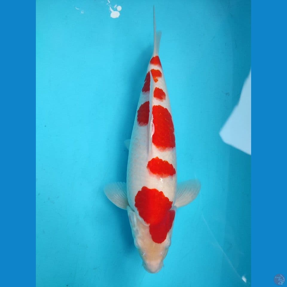KOHAKU QUALITY
