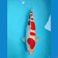 KOHAKU QUALITY