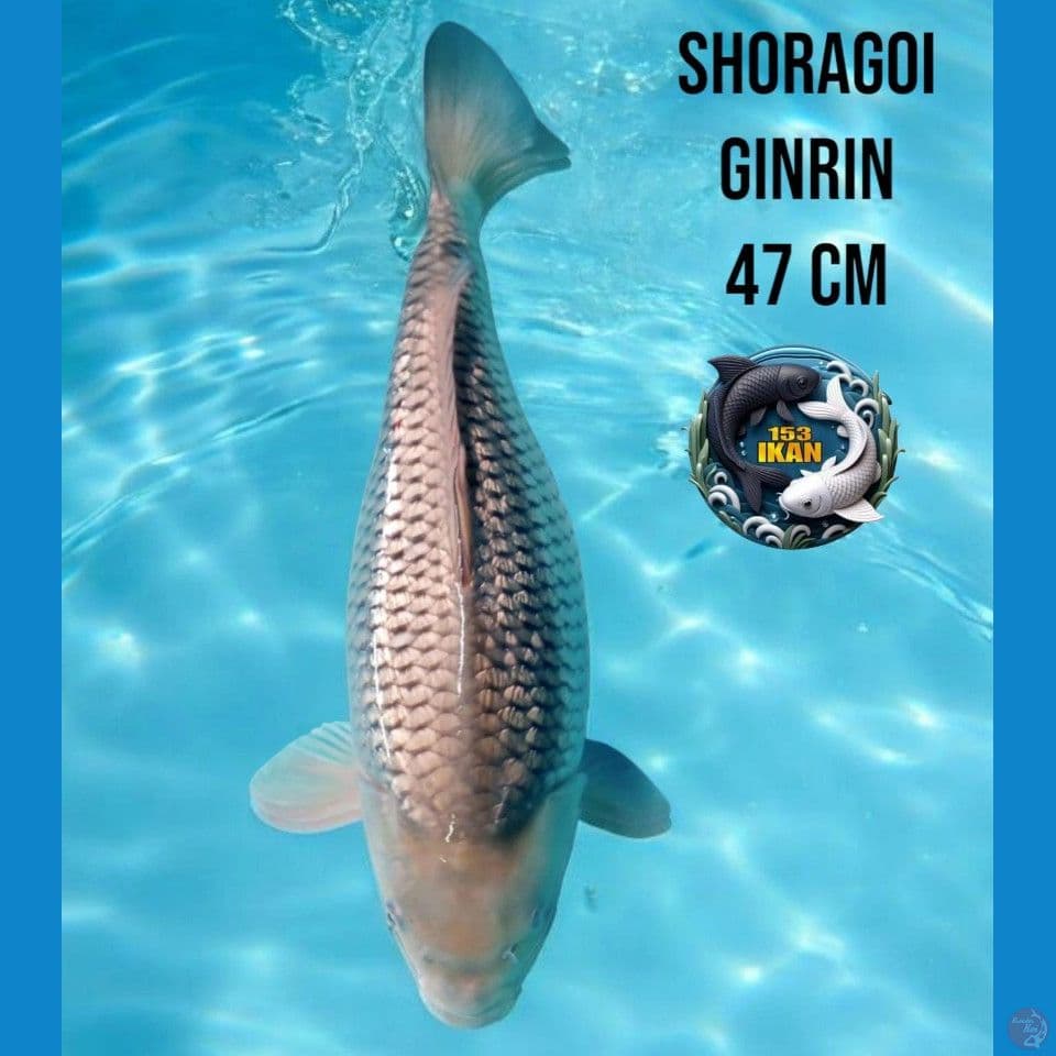 SORAGOI GINRIN