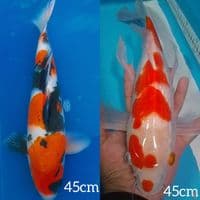 showa 45cm bonus kumpay kohaku 45cm