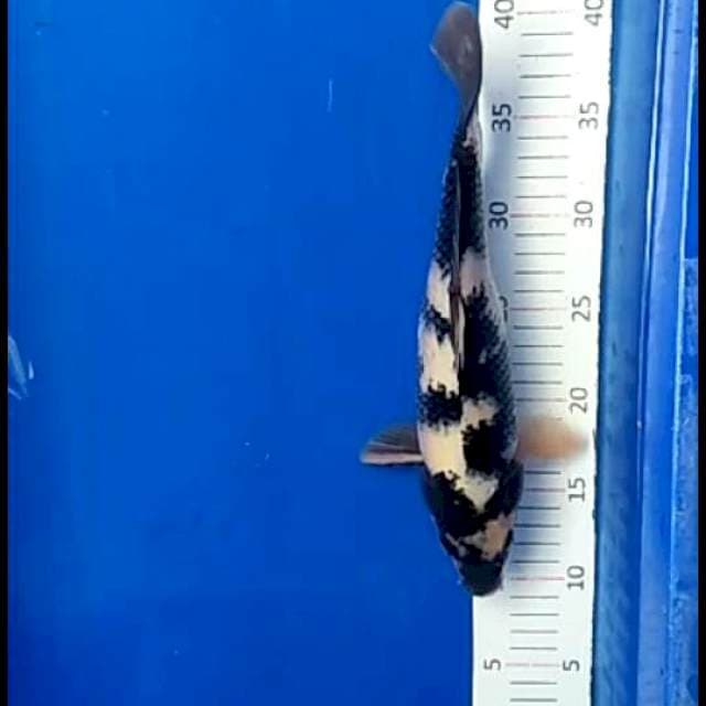Shiro.size.29cm