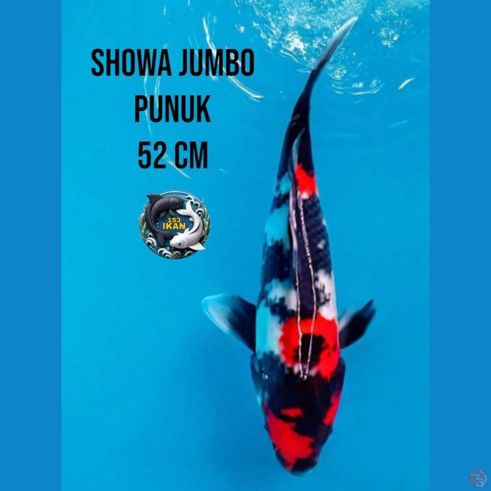 Showa Punuk Jumbo