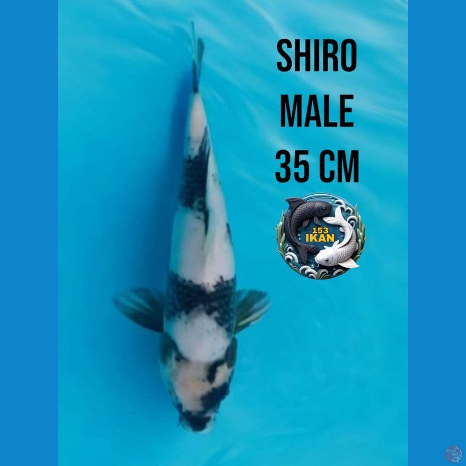 Shiro Putih Bersih