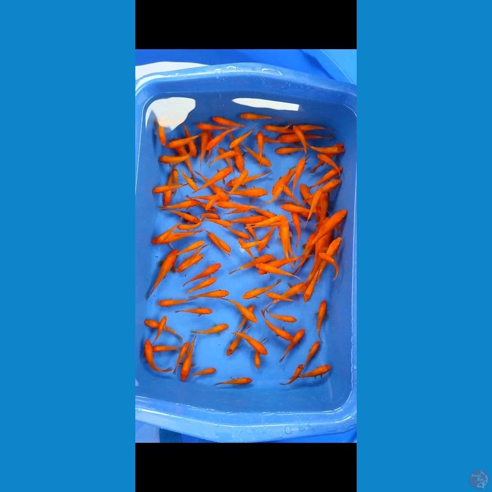 Doitsu Benigoi tembus perut 100pcs