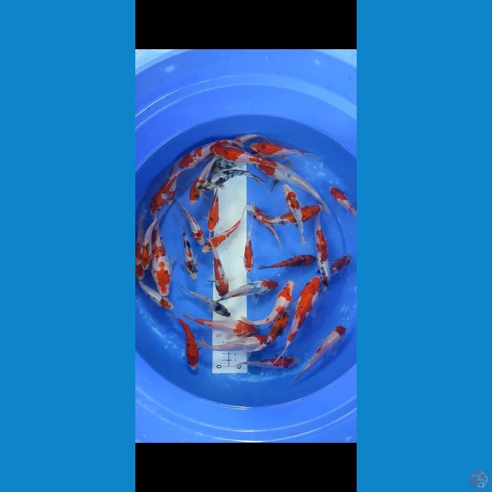 Full Doitsu 10-15cm 40ekor