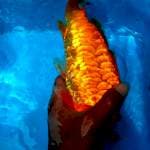 Aragoke beni.  ±26cm. Antik