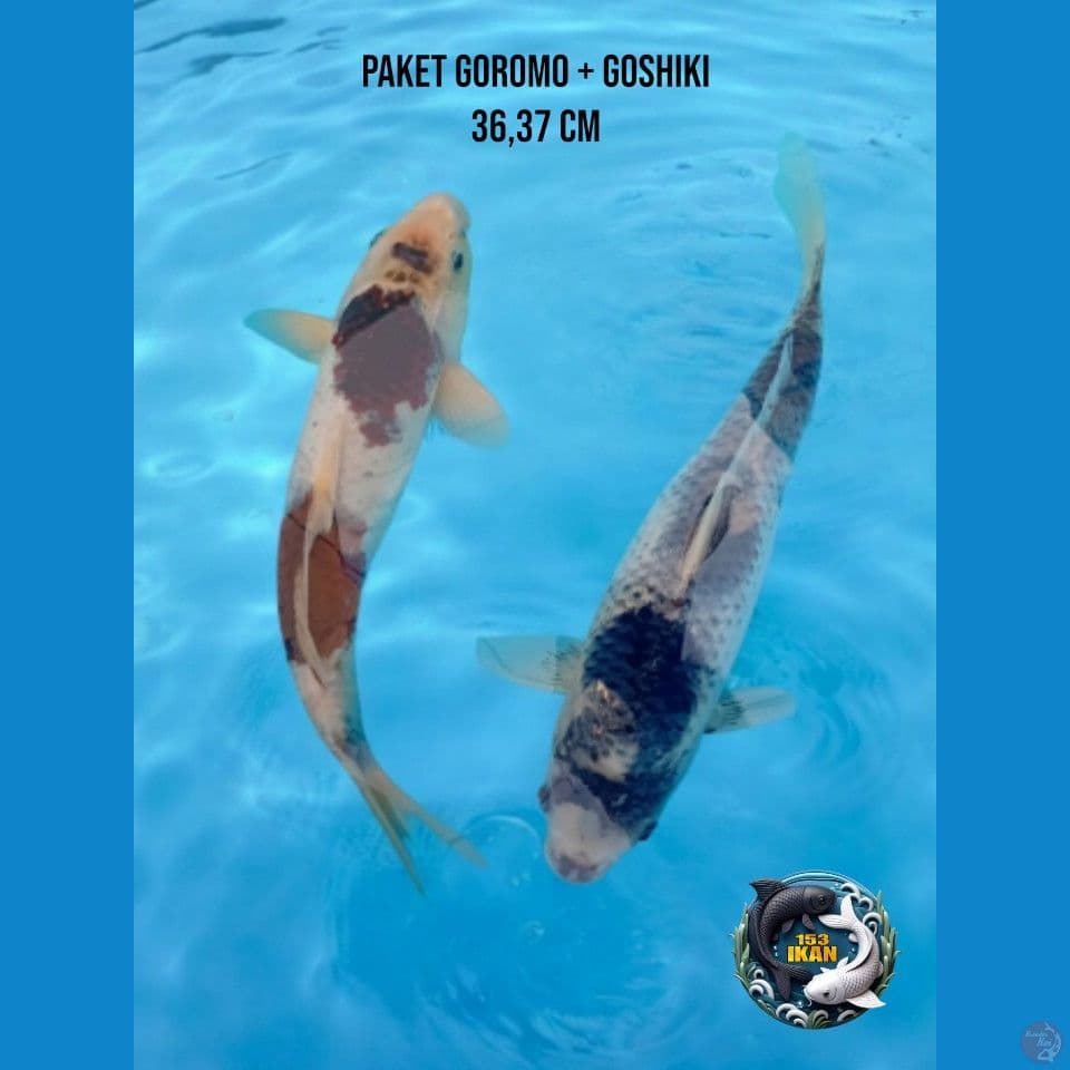 paket goromo goshiki