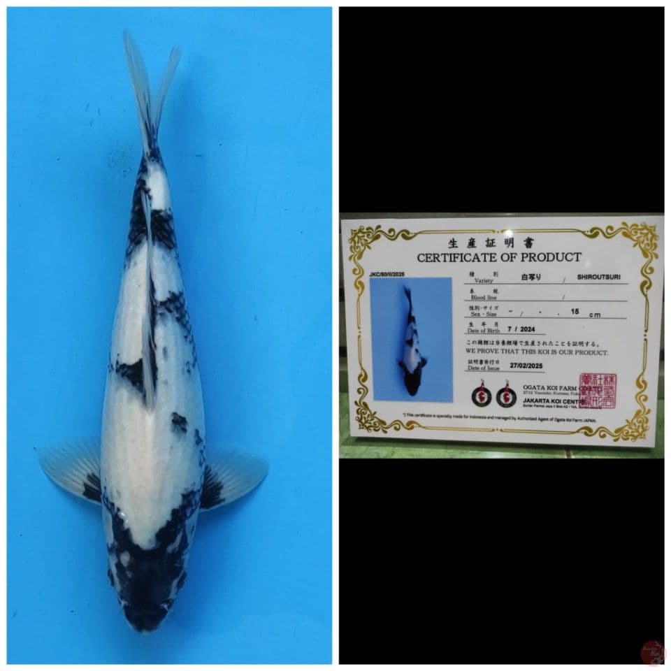 Ogata Shiro 