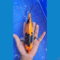 hishowa doitsu 24cm
