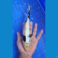 shiro 24cm