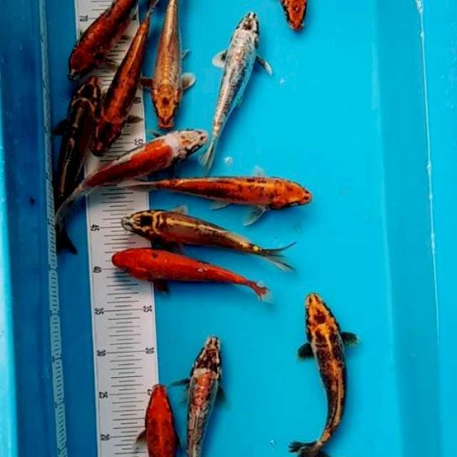 Paket keluarga kumonriyu 15 ekor