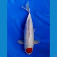36cm Male - Tancho Kohaku Ori Bersih 