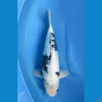 40cm male - F1 Shiro Gindrin Putih Salju