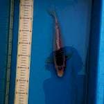 asagi 1 28cm