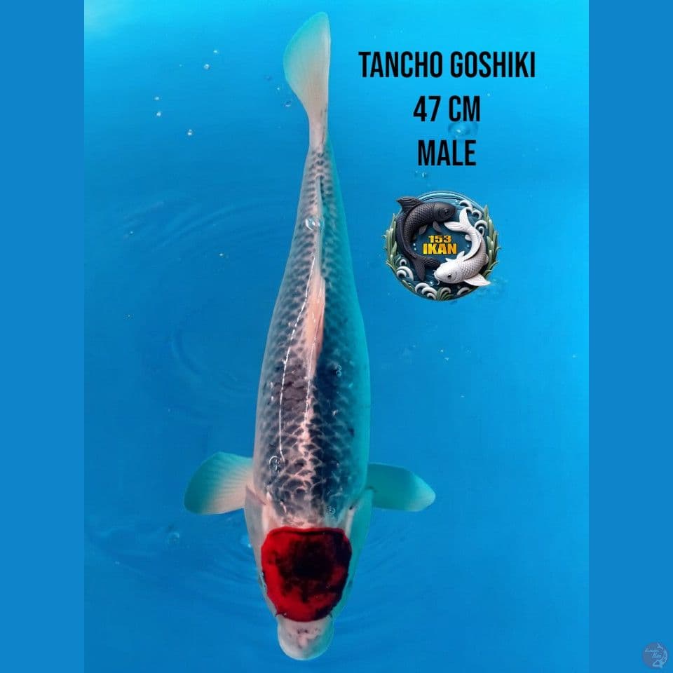 tancho ghosiki