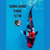showa jumbo punuk