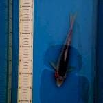 asagi 2 27cm