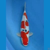 25cm male - Sanke Doitsu Murni SQ 