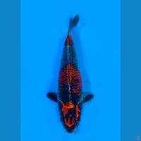 21cm male - Strong Kuro Goshiki F1