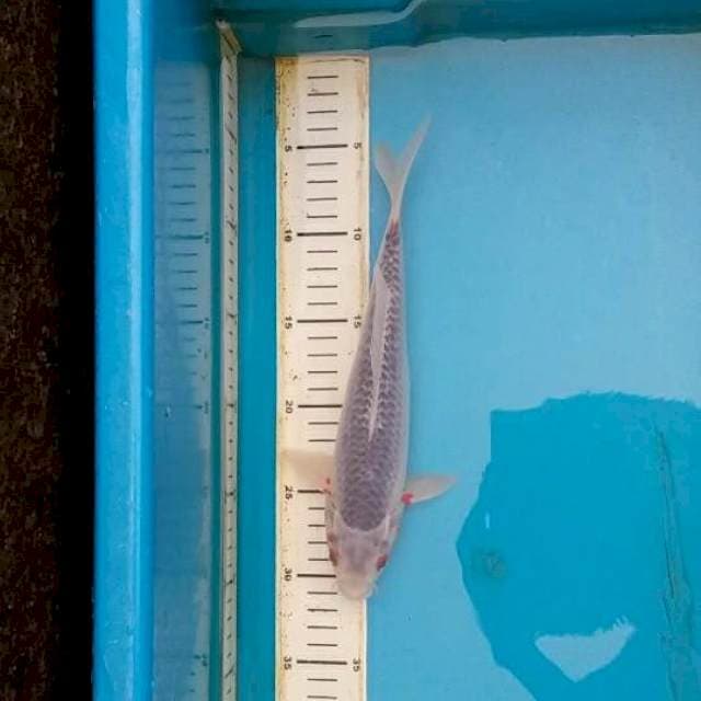 asagi 3 27cm